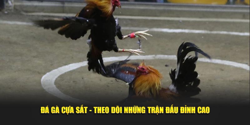 Đá Gà Cựa Sắt - Theo Dõi Những Trận Đấu Đỉnh Cao Tại 88CLB