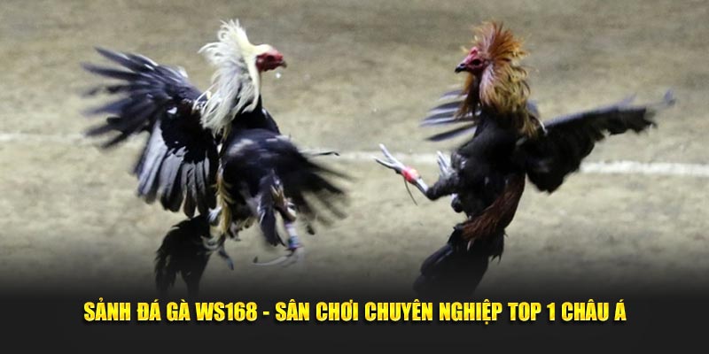 Sảnh Đá Gà WS168 - Sân Chơi Chuyên Nghiệp Top 1 Châu Á